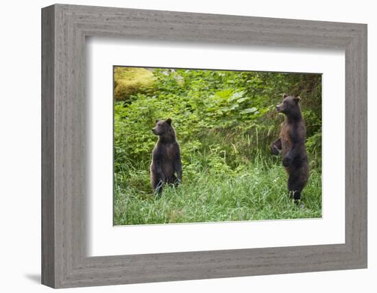 Brown Bears Standing on Baranof Island-null-Framed Photographic Print