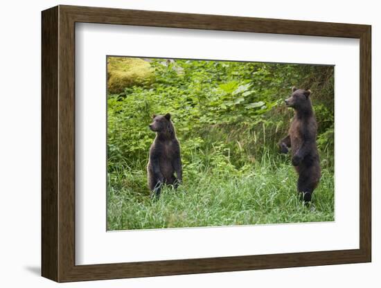 Brown Bears Standing on Baranof Island-null-Framed Photographic Print