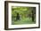 Brown Bears Standing on Baranof Island-null-Framed Photographic Print