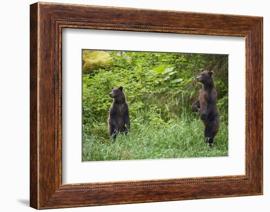 Brown Bears Standing on Baranof Island-null-Framed Photographic Print