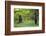 Brown Bears Standing on Baranof Island-null-Framed Photographic Print