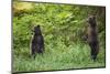 Brown Bears Standing on Baranof Island-null-Mounted Photographic Print
