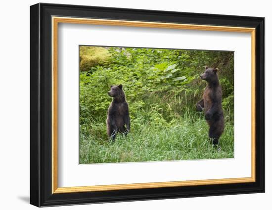 Brown Bears Standing on Baranof Island-null-Framed Photographic Print