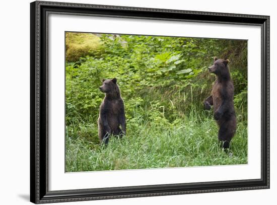 Brown Bears Standing on Baranof Island-null-Framed Photographic Print