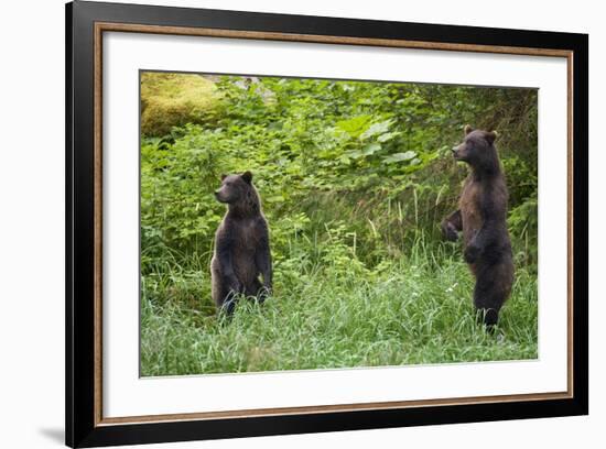 Brown Bears Standing on Baranof Island-null-Framed Photographic Print