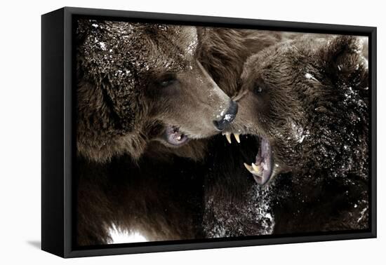 Brown Bears, Ursus Arctos, Fight, Detail Series, Animals-Ronald Wittek-Framed Premier Image Canvas
