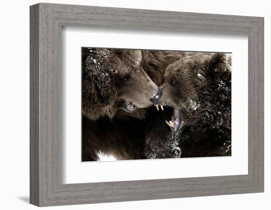 Brown Bears, Ursus Arctos, Fight, Detail Series, Animals-Ronald Wittek-Framed Photographic Print