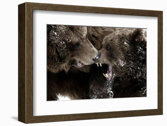 Brown Bears, Ursus Arctos, Fight, Detail Series, Animals-Ronald Wittek-Framed Photographic Print