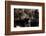 Brown Bears, Ursus Arctos, Fight, Detail Series, Animals-Ronald Wittek-Framed Photographic Print