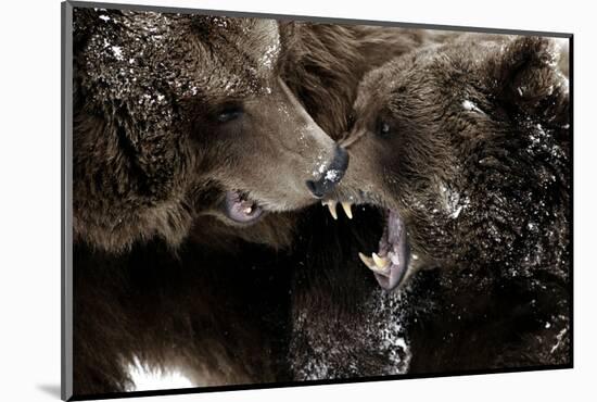 Brown Bears, Ursus Arctos, Fight, Detail Series, Animals-Ronald Wittek-Mounted Photographic Print
