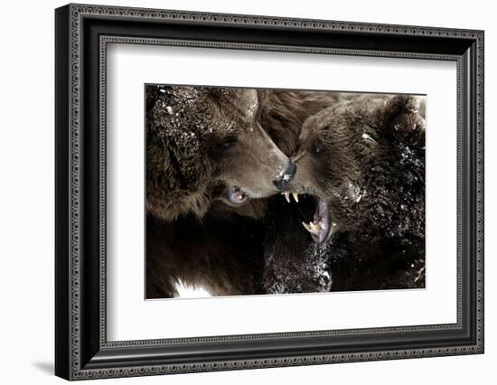 Brown Bears, Ursus Arctos, Fight, Detail Series, Animals-Ronald Wittek-Framed Photographic Print