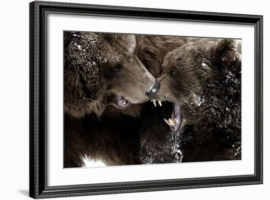 Brown Bears, Ursus Arctos, Fight, Detail Series, Animals-Ronald Wittek-Framed Photographic Print