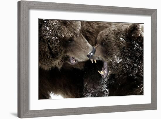 Brown Bears, Ursus Arctos, Fight, Detail Series, Animals-Ronald Wittek-Framed Photographic Print