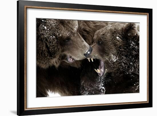 Brown Bears, Ursus Arctos, Fight, Detail Series, Animals-Ronald Wittek-Framed Photographic Print