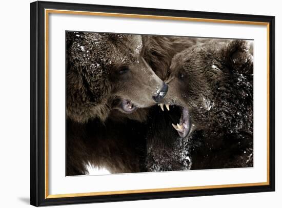 Brown Bears, Ursus Arctos, Fight, Detail Series, Animals-Ronald Wittek-Framed Photographic Print