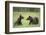 Brown Bears (Ursus Arctos), Finland, Europe-Janette Hill-Framed Photographic Print