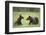 Brown Bears (Ursus Arctos), Finland, Europe-Janette Hill-Framed Photographic Print