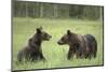 Brown Bears (Ursus Arctos), Finland, Europe-Janette Hill-Mounted Photographic Print