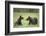 Brown Bears (Ursus Arctos), Finland, Europe-Janette Hill-Framed Photographic Print