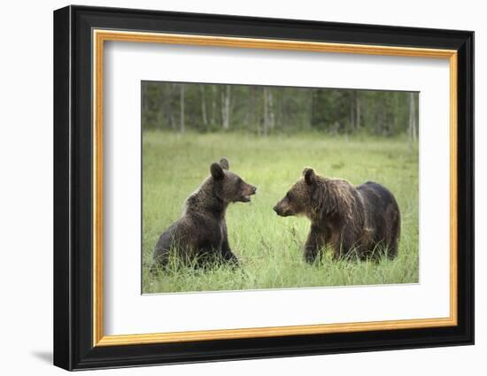 Brown Bears (Ursus Arctos), Finland, Europe-Janette Hill-Framed Photographic Print