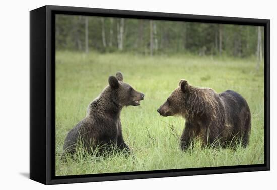 Brown Bears (Ursus Arctos), Finland, Europe-Janette Hill-Framed Premier Image Canvas