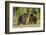 Brown Bears (Ursus Arctos), Finland, Scandinavia, Europe-Andrew Sproule-Framed Photographic Print