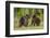 Brown Bears (Ursus Arctos), Finland, Scandinavia, Europe-Andrew Sproule-Framed Photographic Print