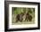 Brown Bears (Ursus Arctos), Finland, Scandinavia, Europe-Andrew Sproule-Framed Photographic Print