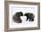 Brown Bears, Ursus Arctos, Sit, Stand, Gaze Contact-Ronald Wittek-Framed Photographic Print