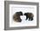 Brown Bears, Ursus Arctos, Sit, Stand, Gaze Contact-Ronald Wittek-Framed Photographic Print