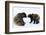Brown Bears, Ursus Arctos, Sit, Stand, Gaze Contact-Ronald Wittek-Framed Photographic Print