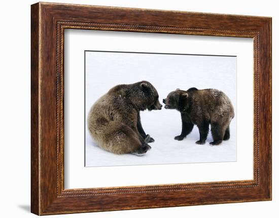 Brown Bears, Ursus Arctos, Sit, Stand, Gaze Contact-Ronald Wittek-Framed Photographic Print