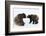 Brown Bears, Ursus Arctos, Sit, Stand, Gaze Contact-Ronald Wittek-Framed Photographic Print