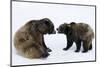 Brown Bears, Ursus Arctos, Sit, Stand, Gaze Contact-Ronald Wittek-Mounted Photographic Print