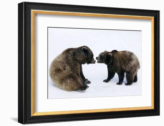 Brown Bears, Ursus Arctos, Sit, Stand, Gaze Contact-Ronald Wittek-Framed Photographic Print