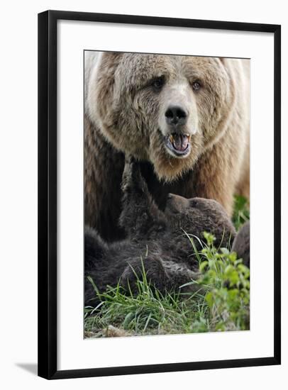 Brown-Bears, Ursus Arctos, Young, Dam-Ronald Wittek-Framed Photographic Print