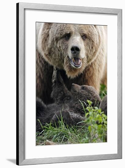 Brown-Bears, Ursus Arctos, Young, Dam-Ronald Wittek-Framed Photographic Print