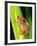 Brown Big Eye Tree Frog, Native to Tanzania-David Northcott-Framed Photographic Print