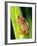 Brown Big Eye Tree Frog, Native to Tanzania-David Northcott-Framed Photographic Print