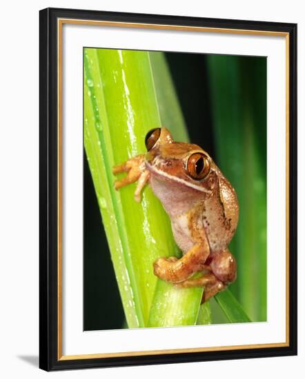 Brown Big Eye Tree Frog, Native to Tanzania-David Northcott-Framed Photographic Print