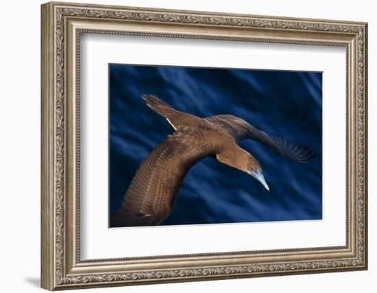 Brown booby flying over San Pedro Martir Island Protected Area, Gulf of California, Mexico-Claudio Contreras-Framed Photographic Print