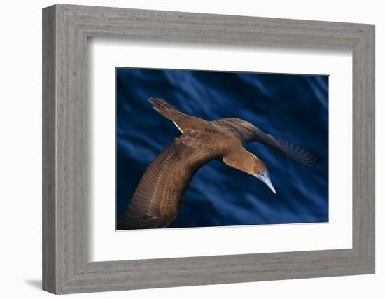 Brown booby flying over San Pedro Martir Island Protected Area, Gulf of California, Mexico-Claudio Contreras-Framed Photographic Print