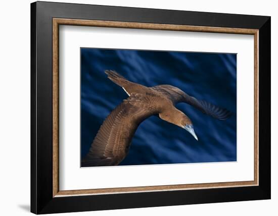 Brown booby flying over San Pedro Martir Island Protected Area, Gulf of California, Mexico-Claudio Contreras-Framed Photographic Print