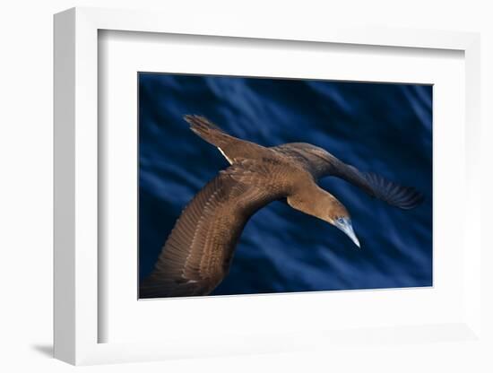 Brown booby flying over San Pedro Martir Island Protected Area, Gulf of California, Mexico-Claudio Contreras-Framed Photographic Print