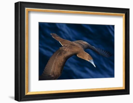 Brown booby flying over San Pedro Martir Island Protected Area, Gulf of California, Mexico-Claudio Contreras-Framed Photographic Print