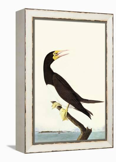 Brown Booby-John James Audubon-Framed Stretched Canvas