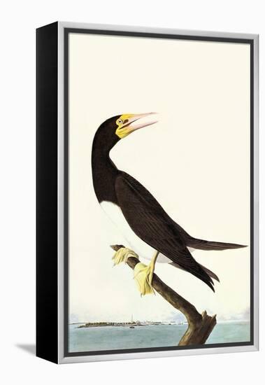 Brown Booby-John James Audubon-Framed Stretched Canvas