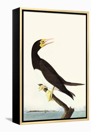 Brown Booby-John James Audubon-Framed Stretched Canvas