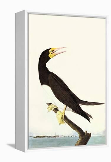 Brown Booby-John James Audubon-Framed Stretched Canvas