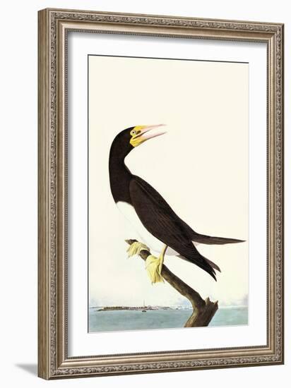 Brown Booby-John James Audubon-Framed Art Print